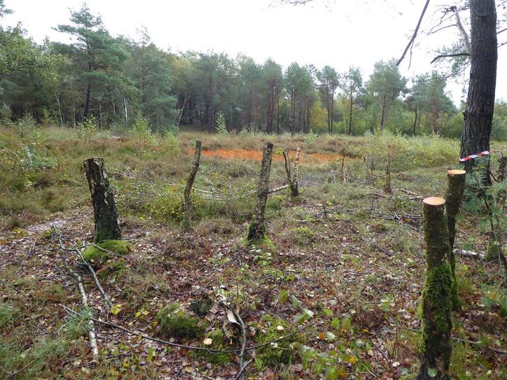 In Randbereichen der wertvollen Anmoorheide wurden ausgewählte Bäume des angrenzenden Moorwaldes gefällt - und so ein wichtiger Beitrag zu einer verbesserten Verbindung zweier Heideflächen geleistet.  Foto: Leonie Kulp, BioS