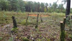 In Randbereichen der wertvollen Anmoorheide wurden ausgewählte Bäume des angrenzenden Moorwaldes gefällt - und so ein wichtiger Beitrag zu einer verbesserten Verbindung zweier Heideflächen geleistet.  Foto: Leonie Kulp, BioS
