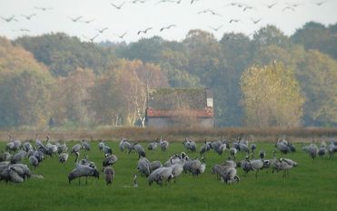 Der Schlafplatzeinflug in der Hammeniederung ist ein beeindruckendes Naturschauspiel. Foto: eb