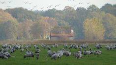 Der Schlafplatzeinflug in der Hammeniederung ist ein beeindruckendes Naturschauspiel.  Foto: eb