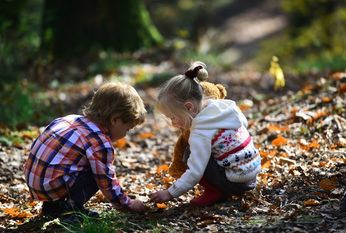 Die Landesforsten gewannen dank der fleißigen Helfer 248 Kilogramm Roteichen-Saatgut. Foto: adobestock/tverdohlib