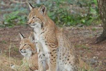 Im Tierpark Cux-Art gibt es viele verschiedene Tiere, unter anderem diese Luchse, zu bestaunen. Foto: eb