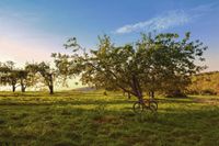 Foto: djd Aeroxon Insect Control GmbH