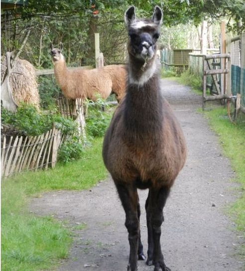 Tiere hautnah: Lama Horst schlendert auf den Wegen des Tierparks.  Foto: eb