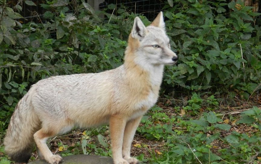 Der Steppenfuchs Rasputin sowie seine „tierischen“ Kollegen warten im Tierpark Cux-Art auf viele Besucher.  Foto: eb