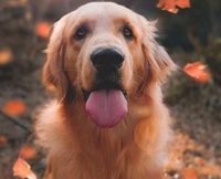 Foto: Celine Saruyi Tagami / Unsplash.com