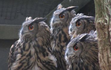 Uhus sowie viele andere Tiere warten im Tierpark auf Besucher. 
 Foto: eb