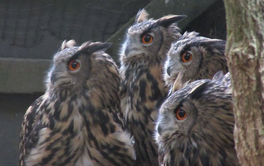 Uhus sowie viele andere Tiere warten im Tierpark auf Besucher. 
 Foto: eb