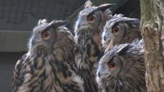 Uhus sowie viele andere Tiere warten im Tierpark auf Besucher. 
 Foto: eb