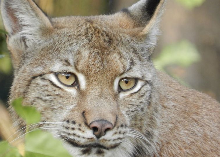 Luchs Lissy wartet im Beverstedter Tierpark auf viele Besucher.  Foto: eb