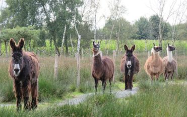 Esel und Lamas begleiten die Besucher bei ihrem Rundgang durch den Beverstedter Tierpark. Foto: eb