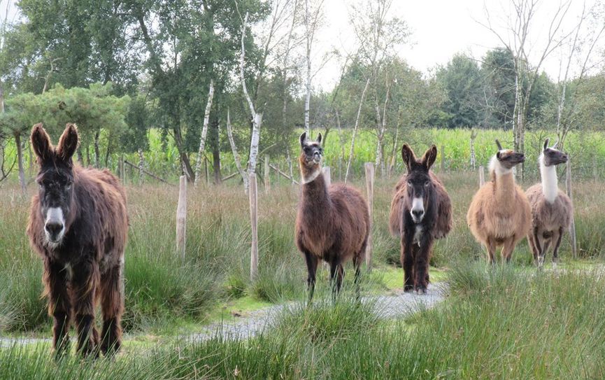 Esel und Lamas begleiten die Besucher bei ihrem Rundgang durch den Beverstedter Tierpark.  Foto: eb