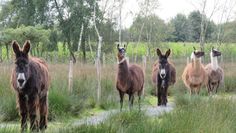 Esel und Lamas begleiten die Besucher bei ihrem Rundgang durch den Beverstedter Tierpark.  Foto: eb