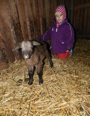 Zurzeit gibt es viele kleine Lämmchen im Tierpark zu bestaunen.
Foto: eb