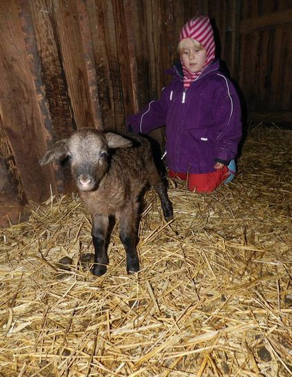 Zurzeit gibt es viele kleine Lämmchen im Tierpark zu bestaunen.
Foto: eb