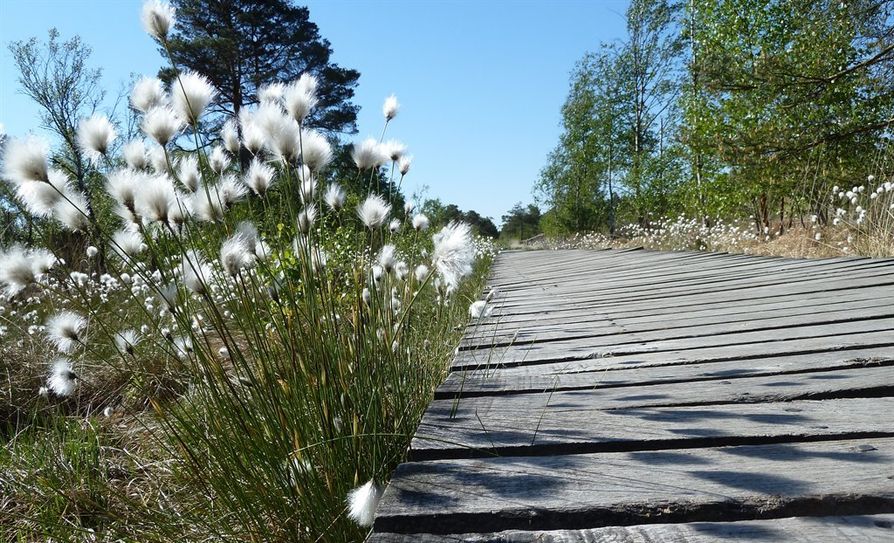 Entspannung in der Natur beim Wandern über den Bohlenweg im Pietzmoor“  Foto: Dirk Mertens