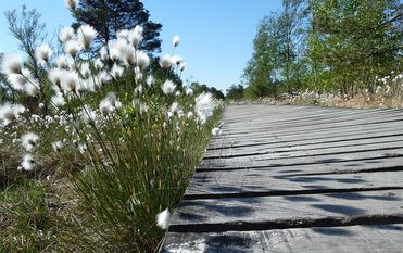 Pure Entspannung in der Natur beim Wandern über den Bohlenweg im Pietzmoor. Foto: Dirk Mertens
