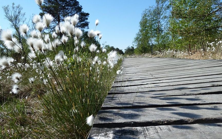 Pure Entspannung in der Natur beim Wandern über den Bohlenweg im Pietzmoor.  Foto: Dirk Mertens