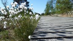 Pure Entspannung in der Natur beim Wandern über den Bohlenweg im Pietzmoor.  Foto: Dirk Mertens