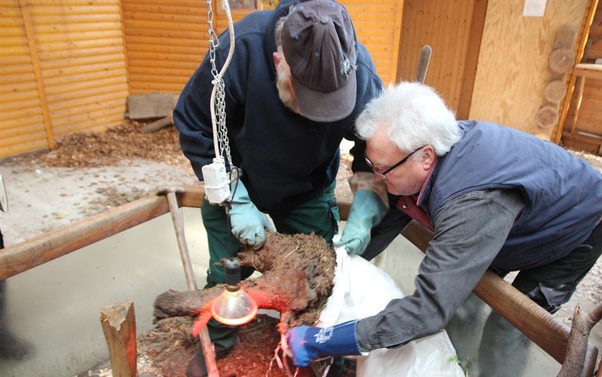 Bernd Wiedenroth hat den Nestkern entfernt und verstaut ihn. Gerd Büschking hilft beim Einsacken des Ameisenvolkes.
 Foto: Sierk/Niedersächsische Landesforsten