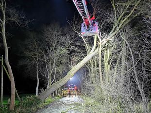Einsatz in hoher Luft: Nur mit einer Drehleiter konnten die Feuerwehrkräfte den umgestürzten Baum von der Neuenfelder Straße räumen. Seine Krone verfing sich in einem anderen Baum.  Foto: eb