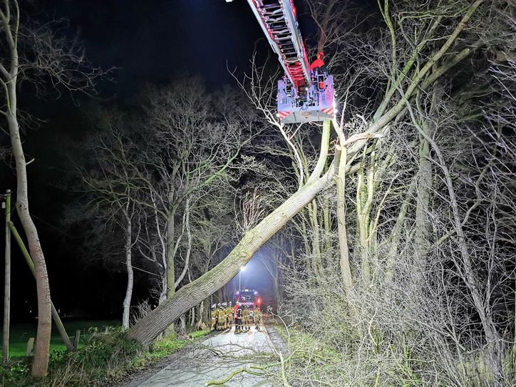 Einsatz in hoher Luft: Nur mit einer Drehleiter konnten die Feuerwehrkräfte den umgestürzten Baum von der Neuenfelder Straße räumen. Seine Krone verfing sich in einem anderen Baum.  Foto: eb