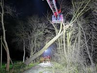 Einsatz in hoher Luft: Nur mit einer Drehleiter konnten die Feuerwehrkräfte den umgestürzten Baum von der Neuenfelder Straße räumen. Seine Krone verfing sich in einem anderen Baum.  Foto: eb