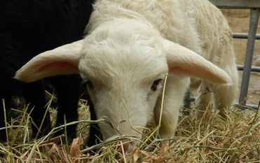 Zurzeit gibt es viel Lämmer im Tierpark Cux-Art zu bestaunen, die viel herumtoben und spielen. Foto: eb