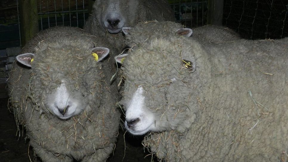 Ryeland-Schafe, eine Hausschafrasse, die aus dem Gebiet des Here­fordshires in Westengland stammt und zu den ältesten Schafrassen Englands zählt. Foto: eb