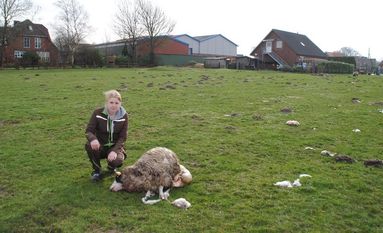 Voller Entsetzen musste die 19-jährige Hobbyschäferin Leonie Sticht feststellen, dass vermeintlich ein Wolf eines ihrer Schafe gerissen hat. Foto: dcl