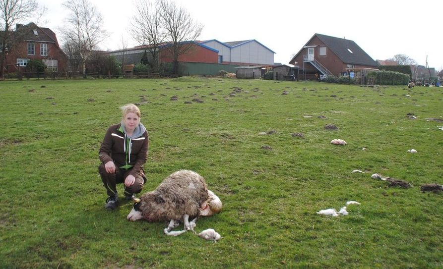Voller Entsetzen musste die 19-jährige Hobbyschäferin Leonie Sticht feststellen, dass vermeintlich ein Wolf eines ihrer Schafe gerissen hat. Foto: dcl