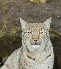 Luchsin Lissy. Foto: eb