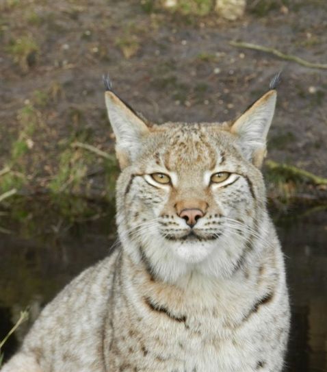 Luchsin Lissy.  Foto: eb
