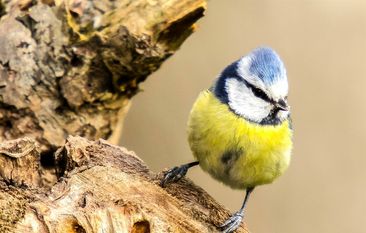 35 Minuten vor Sonnenaufgang stimmt die Blaumeise in das mit Konzert ein.
Foto: Kathy Büscher, NABU Rinteln
