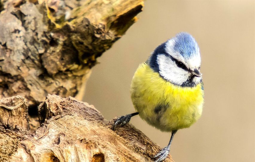 35 Minuten vor Sonnenaufgang stimmt die Blaumeise in das mit Konzert ein.
 Foto: Kathy Büscher, NABU Rinteln