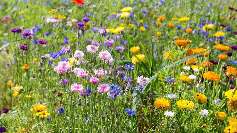 Bunte Vielfalt statt Einheitsrasen: Blumenwiesen schaffen neue Lebensräume für bedrohte Insektenarten. Foto: djd/CUXIN DCM