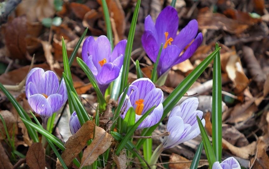 Sie melden den Frühling an: die Blüten der Krokusse.   Foto: Heins