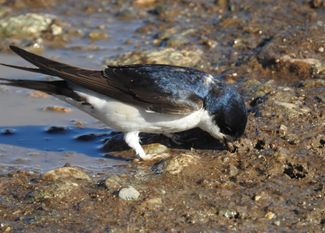 Mehlschwalbe an einer Pfütze. Foto: NABU/Thomas Tennhardt