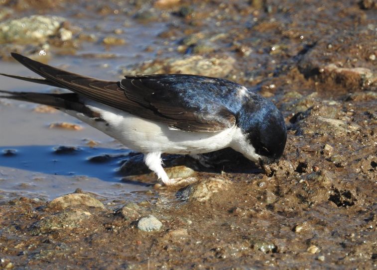 Mehlschwalbe an einer Pfütze. Foto: NABU/Thomas Tennhardt