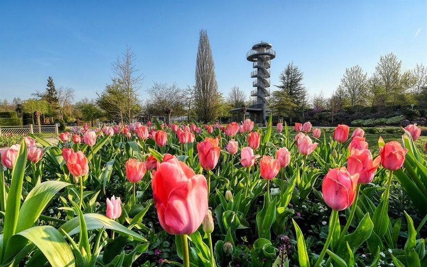 Nicht nur Tulpen gibt es im Park der Gärten zu bestaunen.
Foto: Hans-Jürgen Zietz