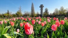 Nicht nur Tulpen gibt es im Park der Gärten zu bestaunen.
 Foto: Hans-Jürgen Zietz