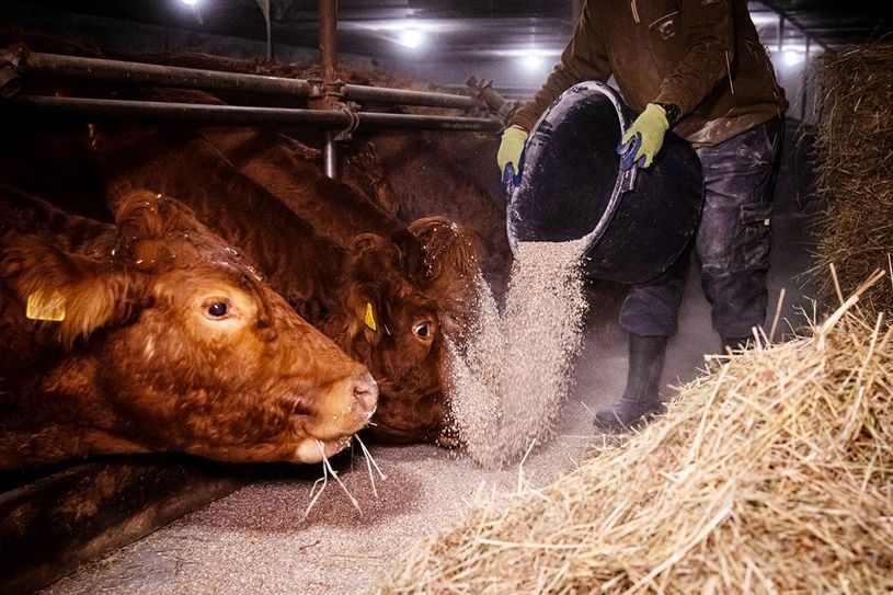 Jeden Morgen früh füttern, aber jetzt selbst auf Diät: Wer in der Landwirtschaft arbeitet, muss künftig um die Zusatzrente fürchten. Davor warnt die Agrar-Gewerkschaft IG BAU.  Foto: eb