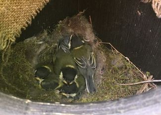 Anstelle von Steinen wohnen nun Kohlmeisen im Tastkasten. 
 Foto: NABU/Dr. Maren Meyer-Grünefeldt