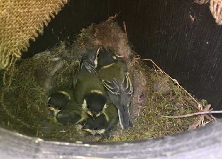 Anstelle von Steinen wohnen nun Kohlmeisen im Tastkasten. 
 Foto: NABU/Dr. Maren Meyer-Grünefeldt