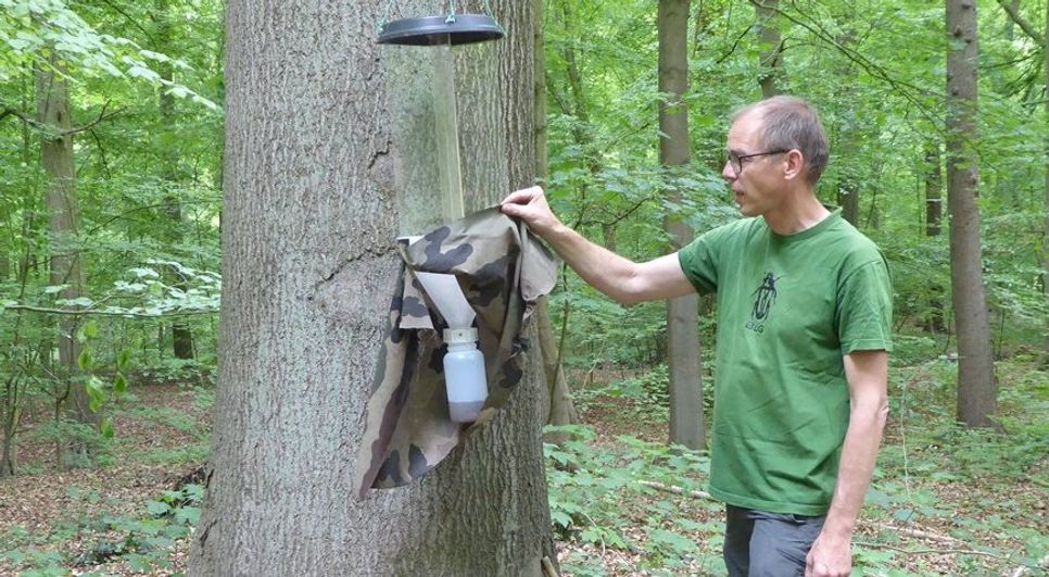 Käferexperte Axel Bellmann überprüft den Inhalt der im Klosterholz aufgehängten Käfer-Fallen.   Foto: hc