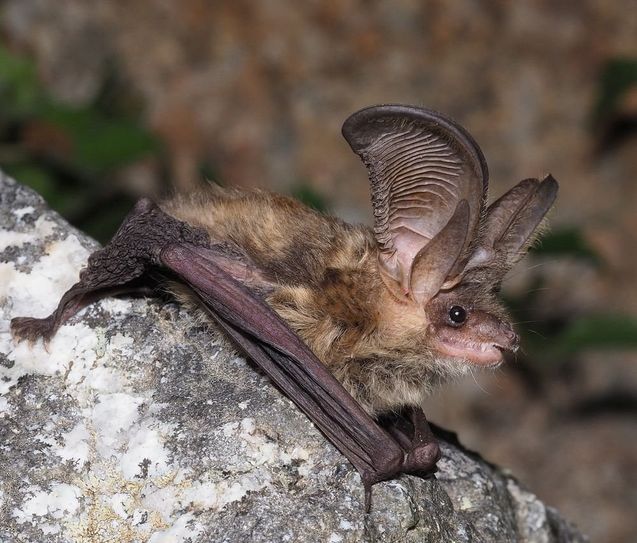 Das Graue Langohr (Plecotus austriacus) zieht aus seinen Winterquartieren im Frühjahr in seine bis zu 60 km entfernten Wochenstuben. Die Art ist eine typische, wenn auch in Niedersachsen sehr seltene „Hausfledermaus“, denn die Quartiere befinden sich in Gebäuden. Ab Mitte bis Ende Juni bringen die Weibchen dort ihr zumeist einziges Junges zur Welt.  Foto: Dr. Jakob Fahr/NLWKN