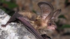 Das Graue Langohr (Plecotus austriacus) zieht aus seinen Winterquartieren im Frühjahr in seine bis zu 60 km entfernten Wochenstuben. Die Art ist eine typische, wenn auch in Niedersachsen sehr seltene „Hausfledermaus“, denn die Quartiere befinden sich in Gebäuden. Ab Mitte bis Ende Juni bringen die Weibchen dort ihr zumeist einziges Junges zur Welt.  Foto: Dr. Jakob Fahr/NLWKN