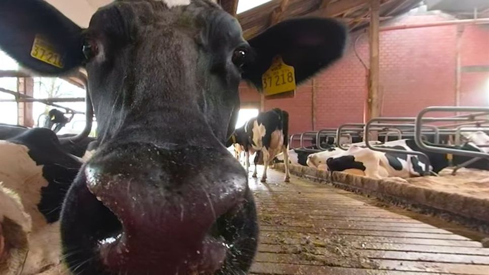Statt nur Milch zu kaufen, wollen viele Verbraucher heute wissen, wo sie herkommt und wie es den Kühen im Stall geht. Die 360-Grad-Videos niedersächsischer Milchbauern geben Antworten und faszinierende Einblicke.