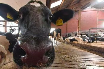 Statt nur Milch zu kaufen, wollen viele Verbraucher heute wissen, wo sie herkommt und wie es den Kühen im Stall geht. Die 360-Grad-Videos niedersächsischer Milchbauern geben Antworten und faszinierende Einblicke.