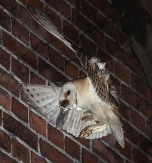 Eulen brauchen ausreichend Nahrung, um sich zu vermehren. Ohne Futter flacht die Brutstimmung ab.  Foto: eb